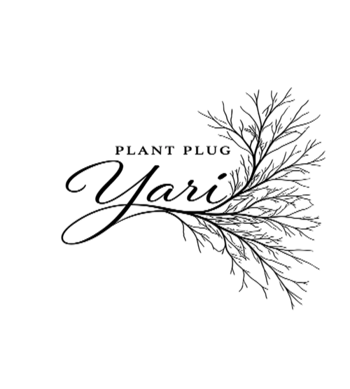 Black text reading 'PLANT PLUG Yari' with a delicate branch illustration on a plain white background.